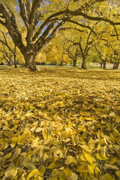 Oregon, Joseph H Stewart Walnut trees in autumn